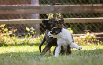 Hundeschule Elementar