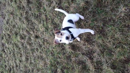 Buz von Brooklyn Diamonds