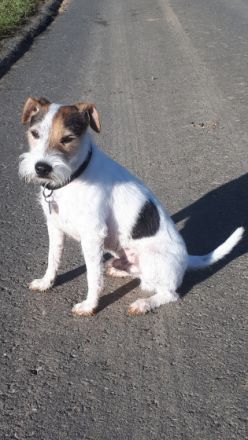 Buz von Brooklyn Diamonds