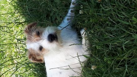 Buz von Brooklyn Diamonds