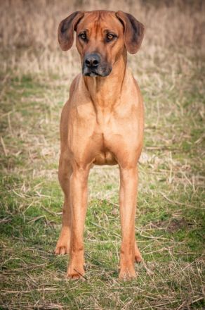 Damu vom Götschetal