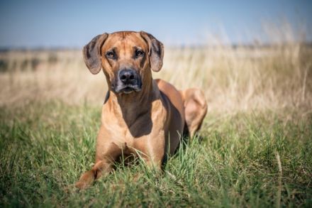 Damu vom Götschetal