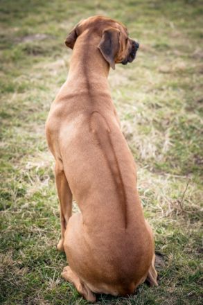 Damu vom Götschetal