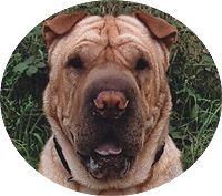 Mobile Hundeschule Bretten, Knittlingen u. Umgeb.