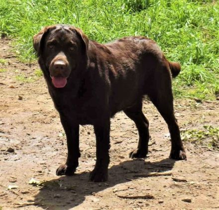 Trendy Labs Atom Mother Heart