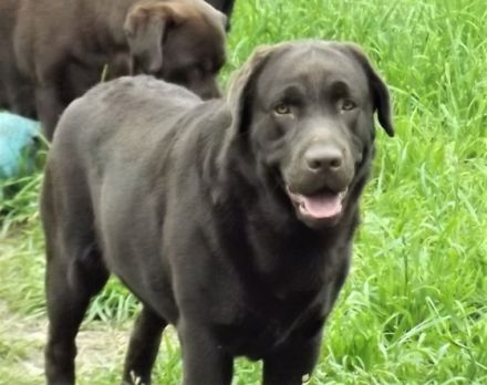 Trendy Labs Atom Mother Heart