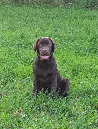 Trendy Labs Atom Mother Heart