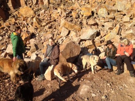 Hundebetreuung Odenwald