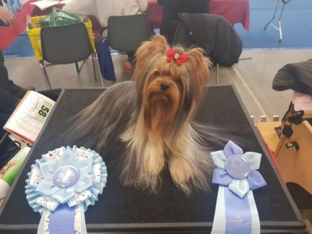 Of Perfect Wonderland