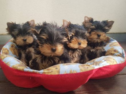 Of Perfect Wonderland