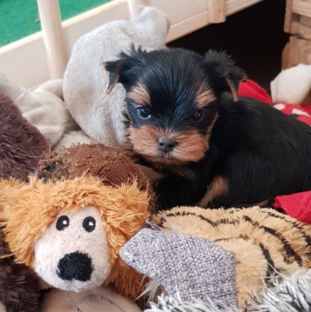 Of Perfect Wonderland