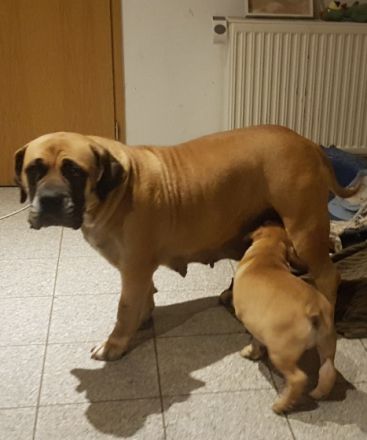 Isenloh Boerboel
