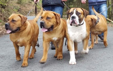 Isenloh Boerboel