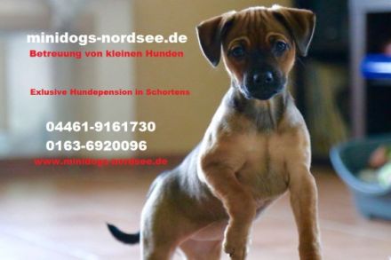 Hundepension für Minidogs