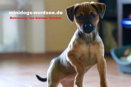 Hundepension für Minidogs