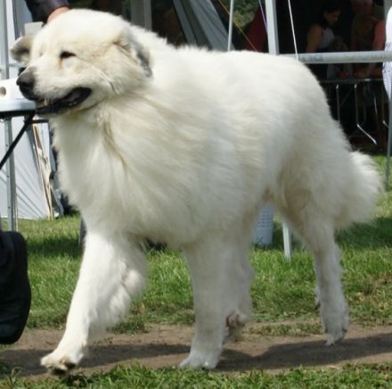 multich.Pyristamo Ergo,HD 0/0,PL 0/0,OCD 0/0,ED 0/0