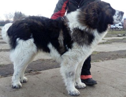 multich.Cvalda Forever Drem,HD 0/0,PL 0/0