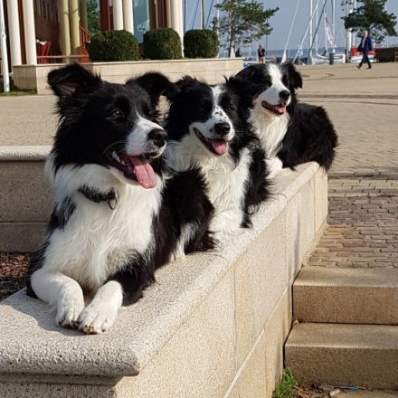 From The Old Schoolyard