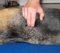 Hundemassage-Seminar: Eine komplette Hunde-Massage selber lernen