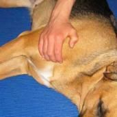 Hundemassage-Seminar: Eine komplette Hunde-Massage selber lernen
