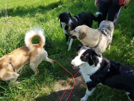 Hundeausführservice Instinkt&Intuition