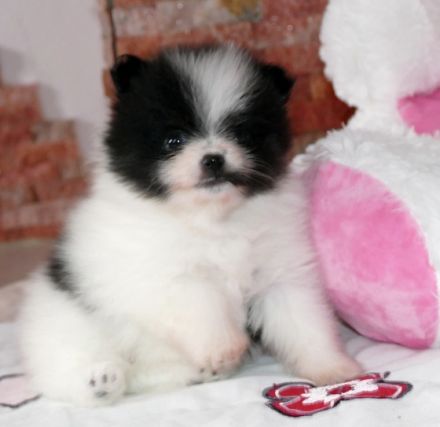 Von den Greizer Kuschelzwergen