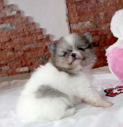 Von den Greizer Kuschelzwergen