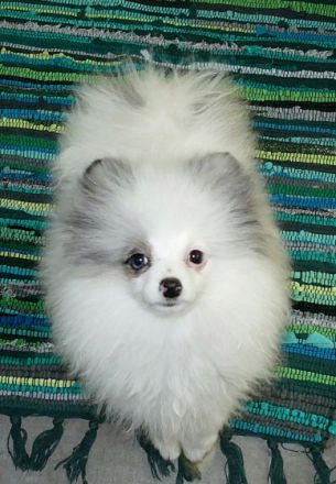 Von den Greizer Kuschelzwergen