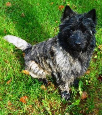 Maidl´s Nemo; Rufname Lucky