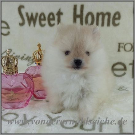 2 Pomeranianhündinnenwelpen creme 2 Rüdenwelpen creme,