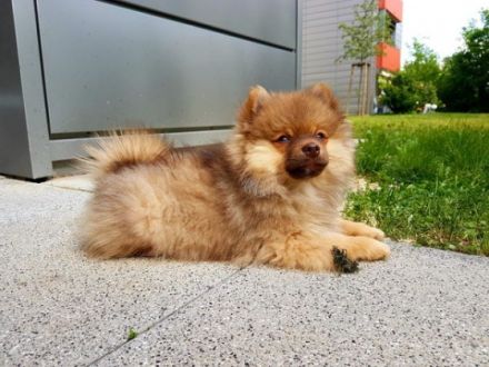 2 Pomeranianhündinnenwelpen creme 2 Rüdenwelpen creme,