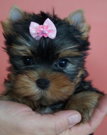 Imgosbull Yorkshire terrier