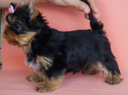 Imgosbull Yorkshire terrier