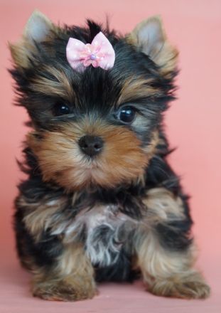 Imgosbull Yorkshire terrier