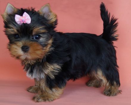 Imgosbull Yorkshire terrier