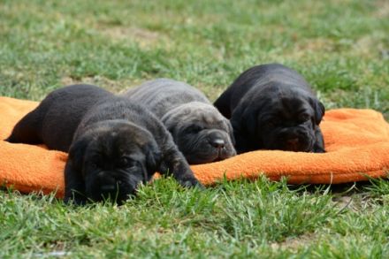 Guardiana della Notte