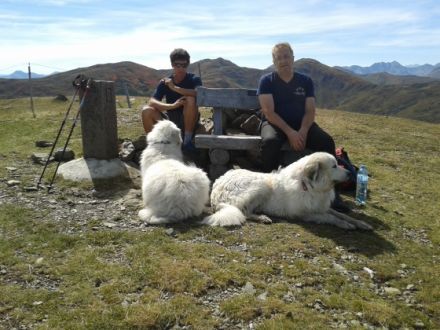 Pyrenaeenberghund von den drei Spreequellen