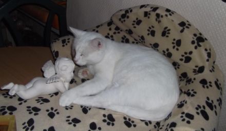 Natürliche Sterbebegleitung im Einklang mit Tier und Mensch!