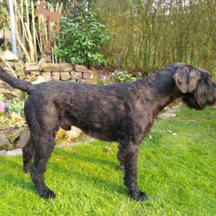 Cenzo vom Meissner Land