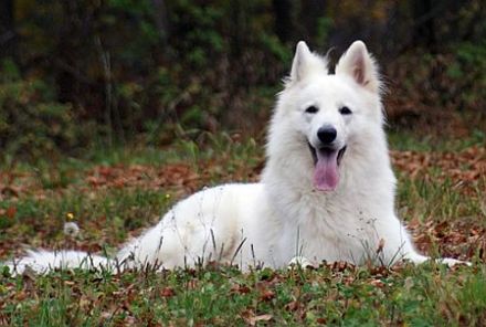 Olex vom weissen Wächter