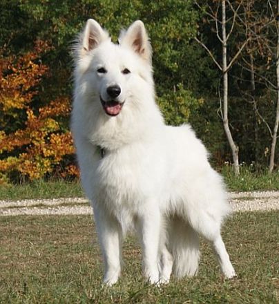 Olex vom weissen Wächter