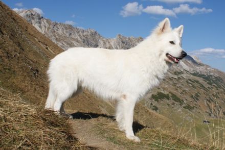 Olex vom weissen Wächter