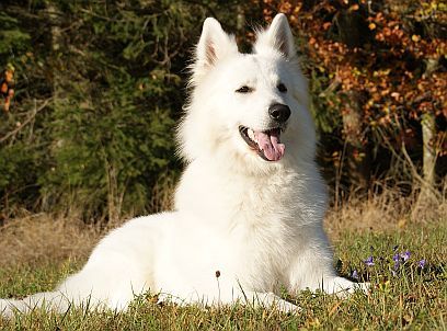 Olex vom weissen Wächter