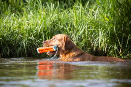 Labrador Deckrüde foxred/braun, ZZL, genet. frei, HD/ED