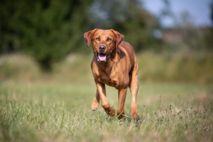 Labrador Deckrüde foxred/braun, ZZL, genet. frei, HD/ED