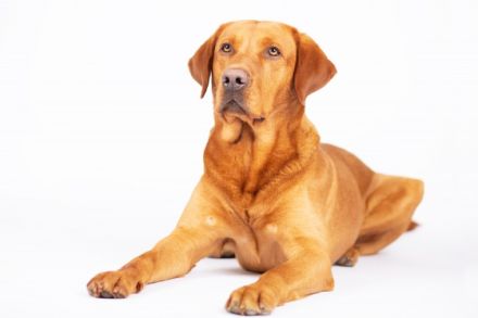 Labrador Deckrüde foxred/braun, ZZL, genet. frei, HD/ED