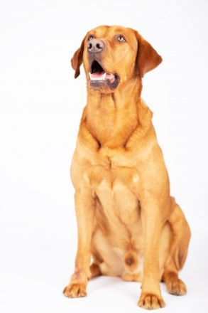 Labrador Deckrüde foxred/braun, ZZL, genet. frei, HD/ED