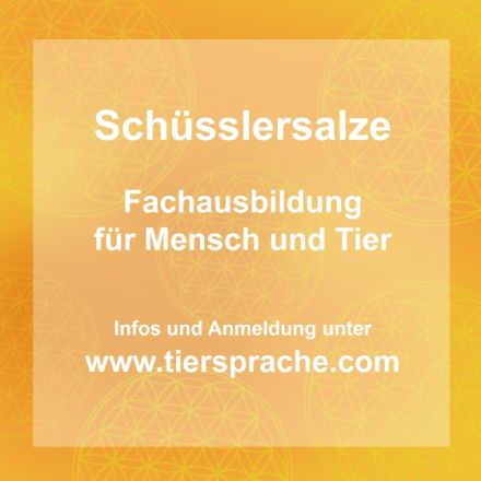 www.tiersprache.com - Weiterbildungen für Tierheilpraktiker und Tierhalter (weltweit)