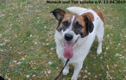 Juhu ihr Lieben, hier komm ich, Watson ist mein Name!