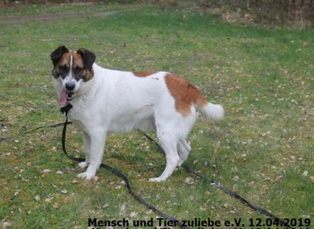 Juhu ihr Lieben, hier komm ich, Watson ist mein Name!